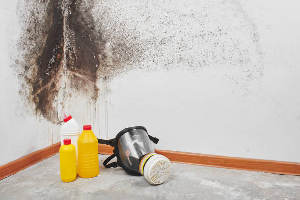 Best Insurance-Related Mold Remediation in Robbins, IL