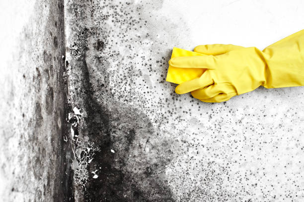 Best HVAC Mold Remediation in Robbins, IL
