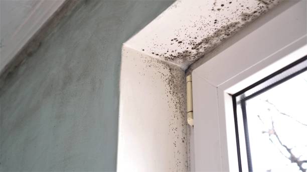 Best Industrial Mold Remediation in Robbins, IL