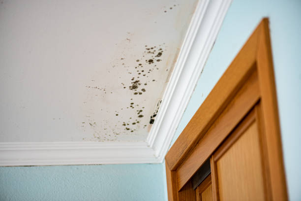 Best Attic Mold Remediation in Robbins, IL