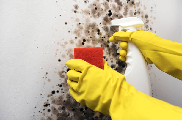 Best Commercial Mold Remediation in Robbins, IL
