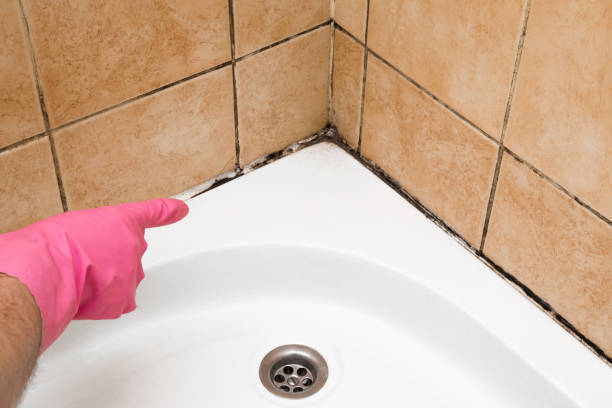 Best Mold Testing and Inspection Services in Robbins, IL